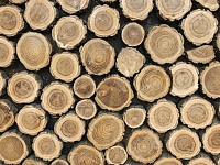 Вырубка древесины
